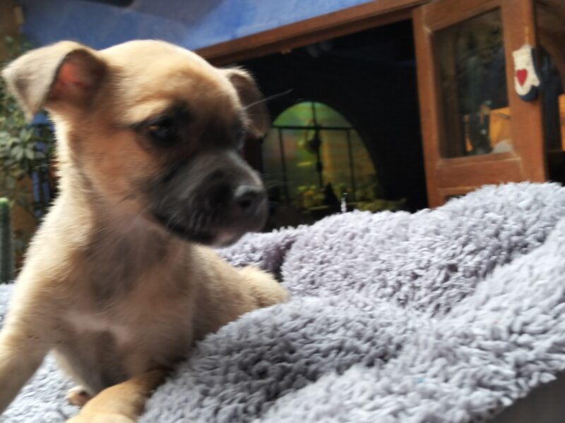 MAYA