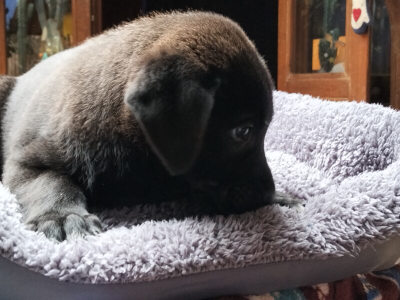 TITAN