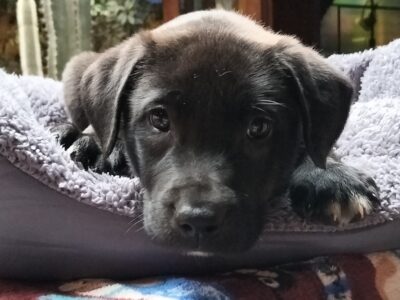 TITAN