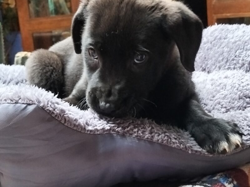 TITAN