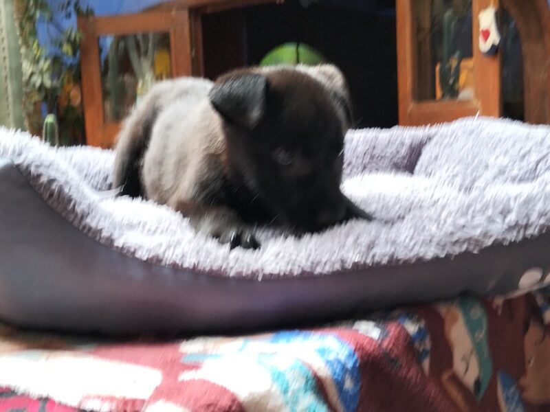 SABLE