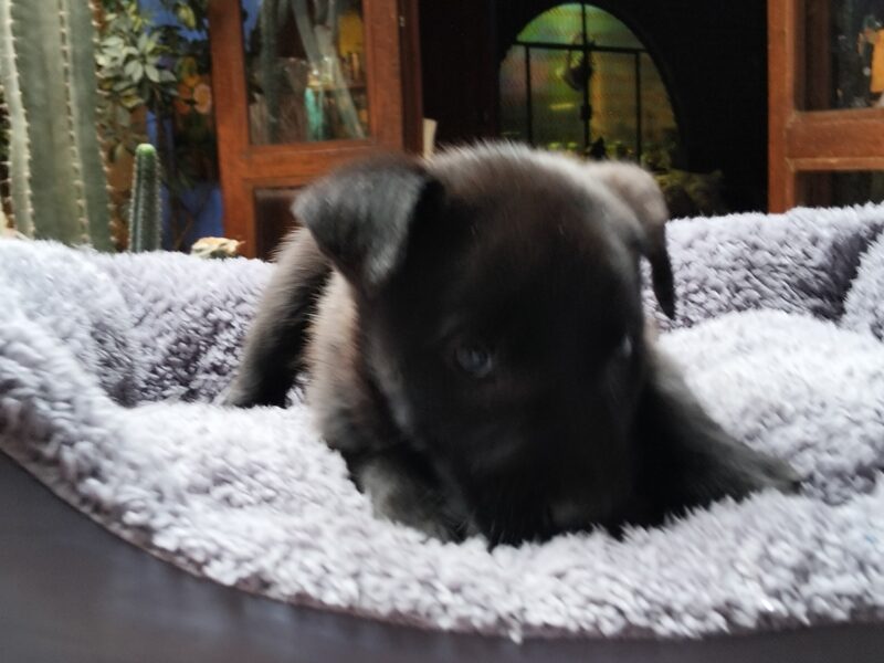 SABLE
