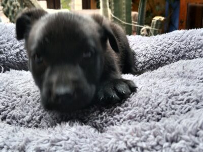 SABLE