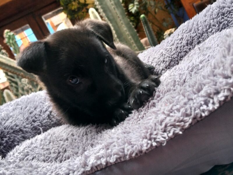 SABLE