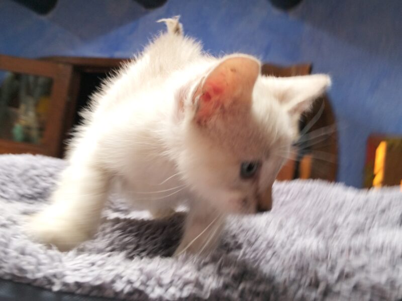 NUBE