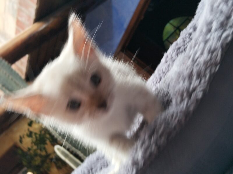 NUBE