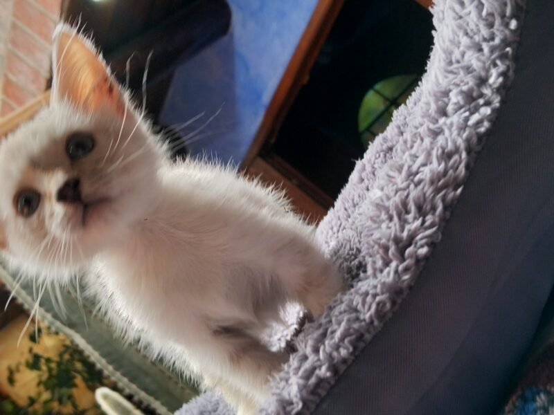 NUBE