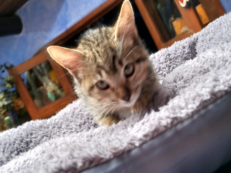 MILO