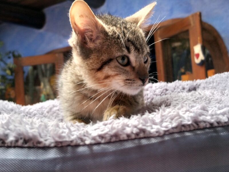 MILO