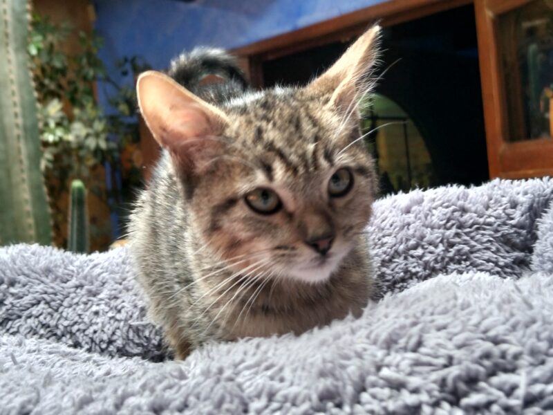 MILO