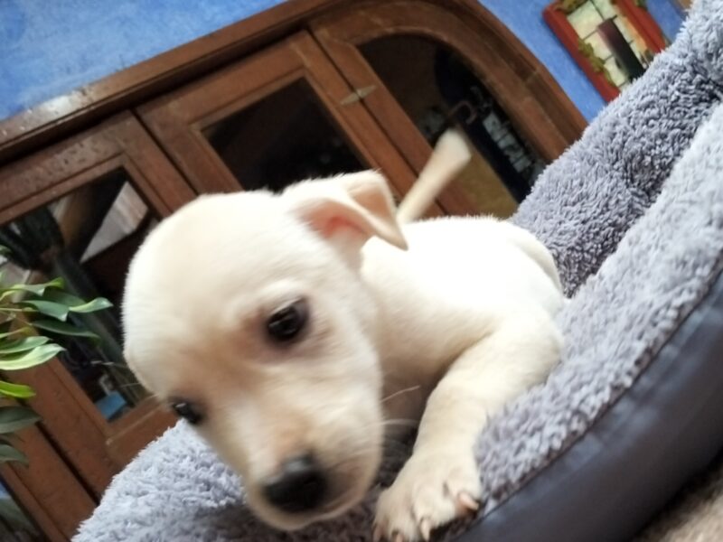 BOLT