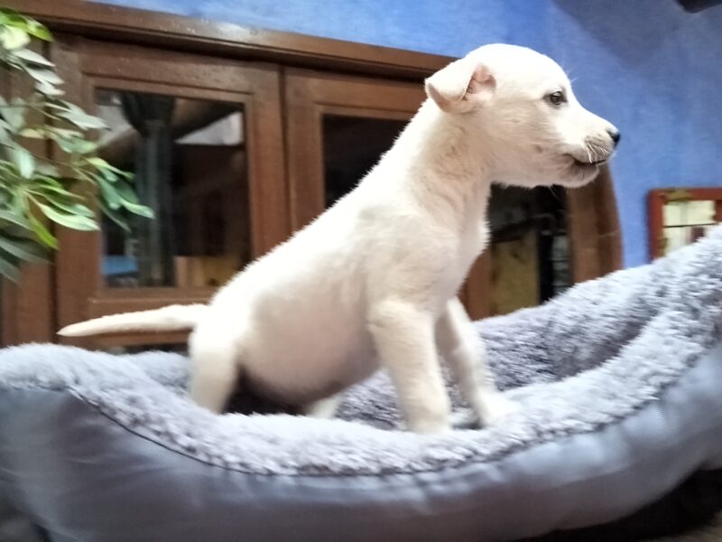 BOLT