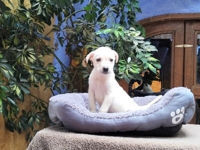 BOLT