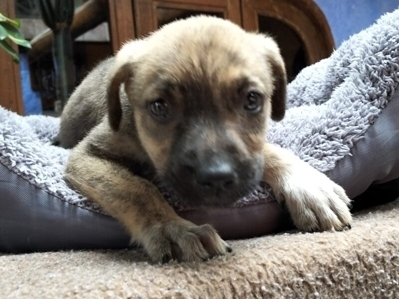 COCOA