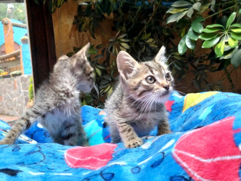 MARIE y TOLOUSSE
