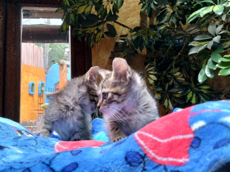 MARIE y TOLOUSSE