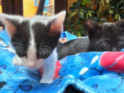 SHADOW y BLACKIE