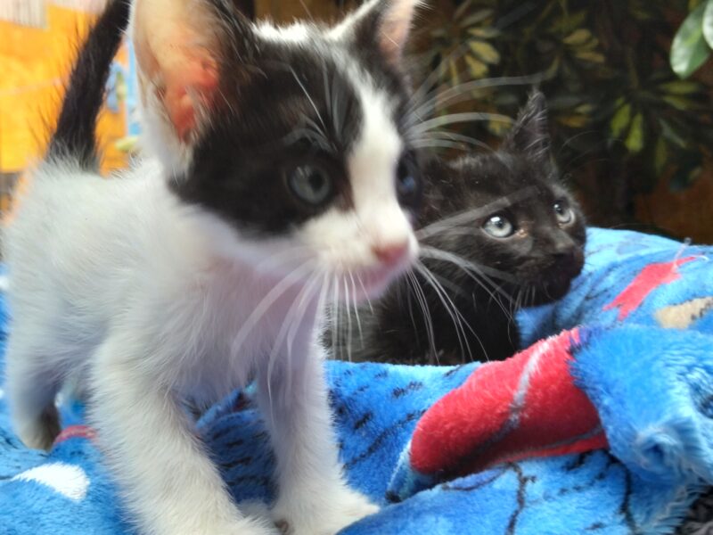 SHADOW y BLACKIE