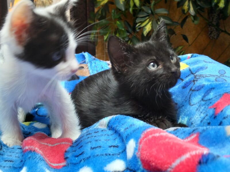 SHADOW y BLACKIE