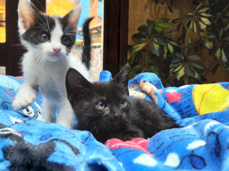 SHADOW y BLACKIE