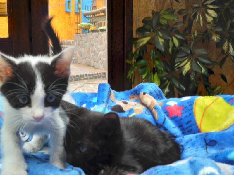 SHADOW y BLACKIE