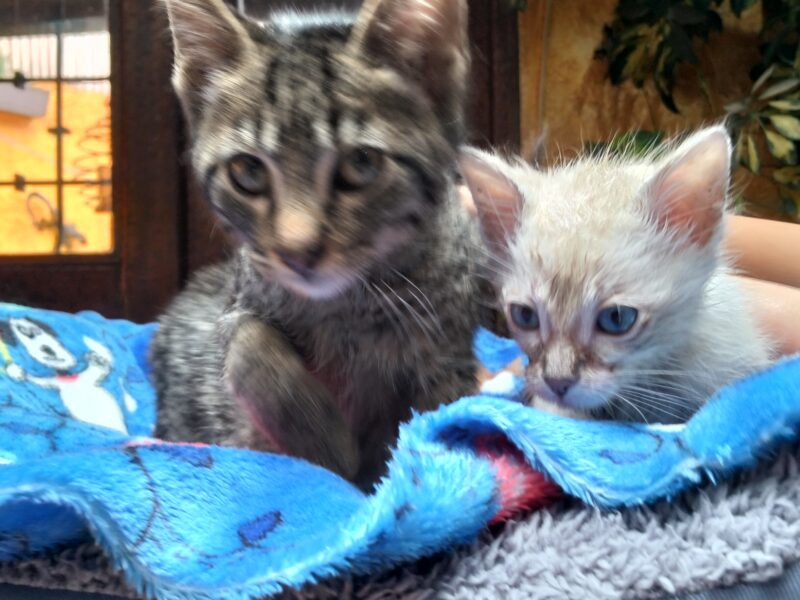 LENNON y LEO