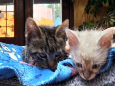 LENNON y LEO