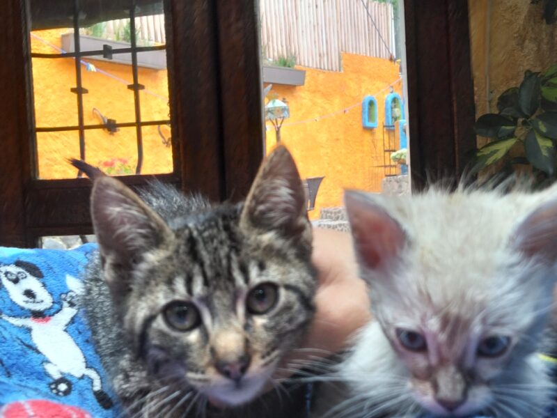 LENNON y LEO