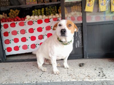PANCHO