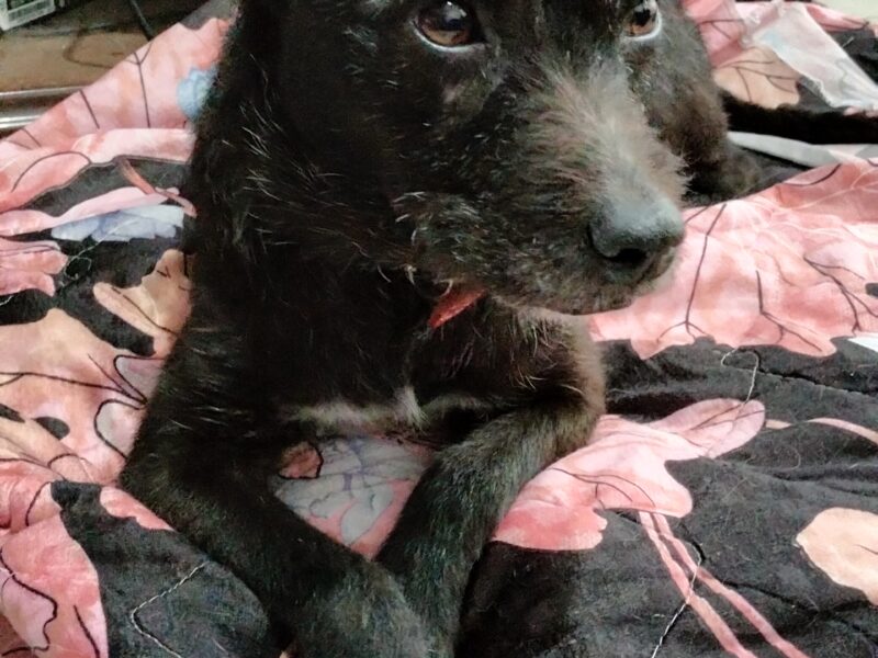 LÚLÚ