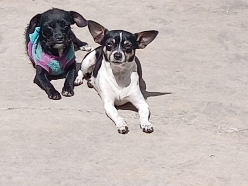 MAMÁ y FRIJOL