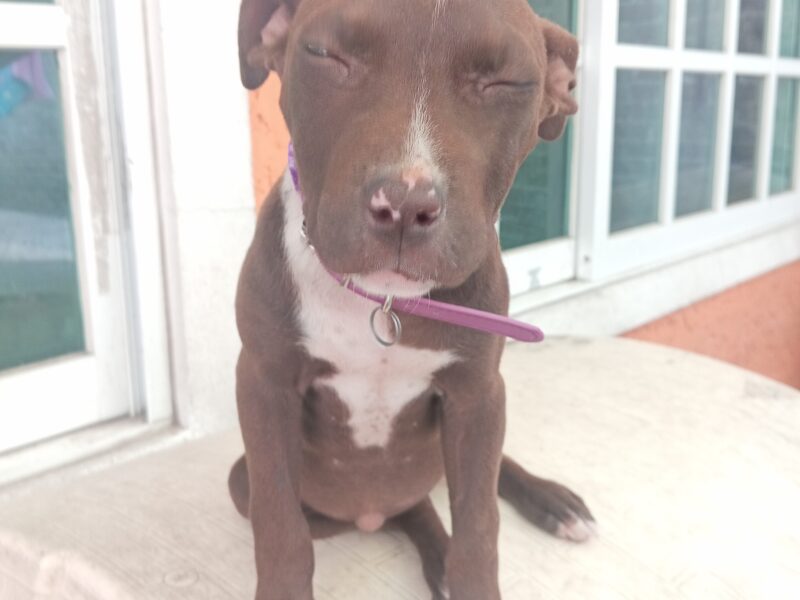 COCOA