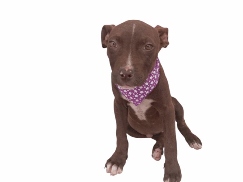 COCOA