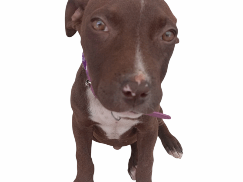 COCOA
