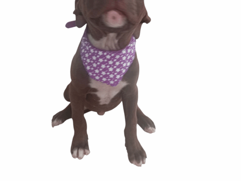 COCOA