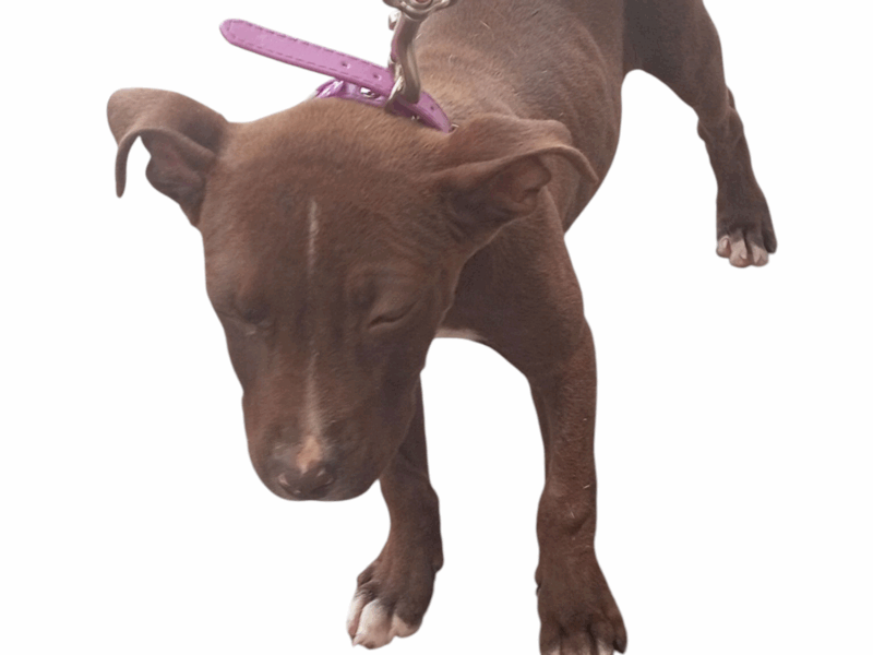 COCOA