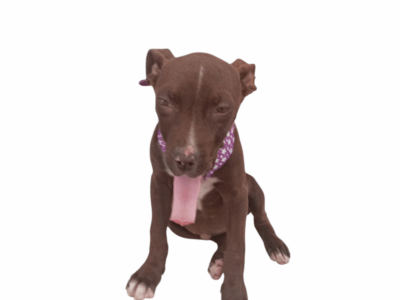 COCOA