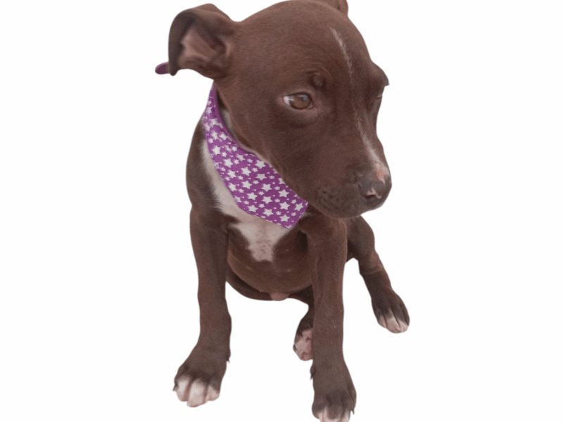 COCOA