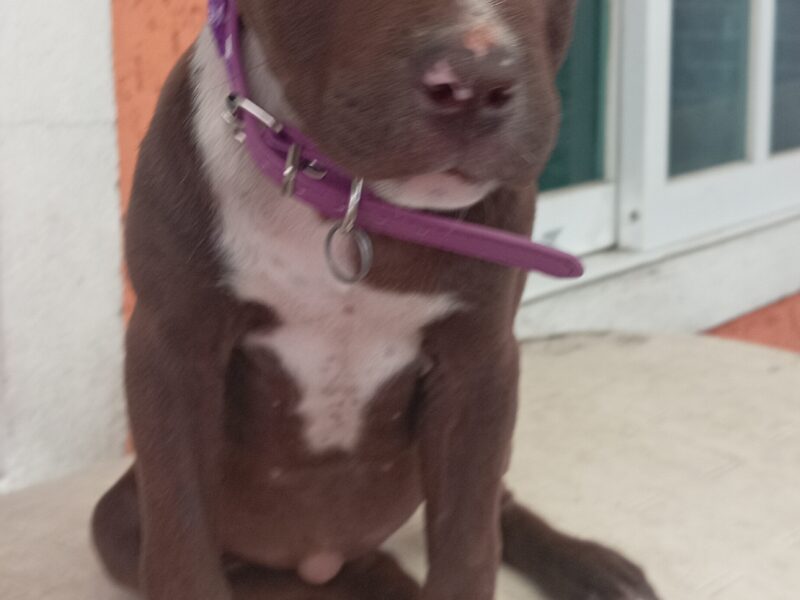 COCOA