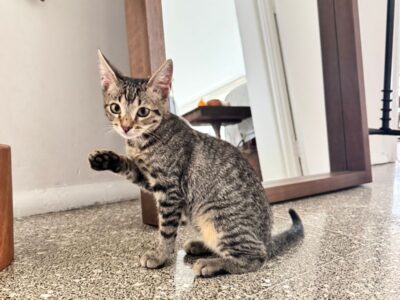 FRIJOL