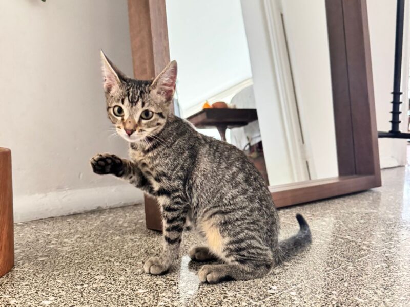 FRIJOL
