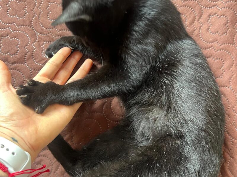 CHIMUELO