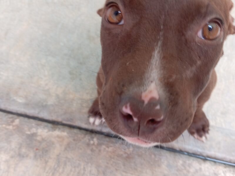 COCOA