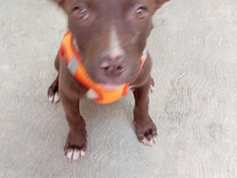 COCOA
