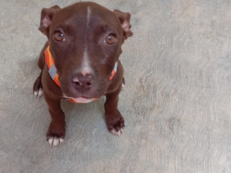 COCOA