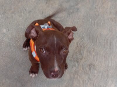 COCOA