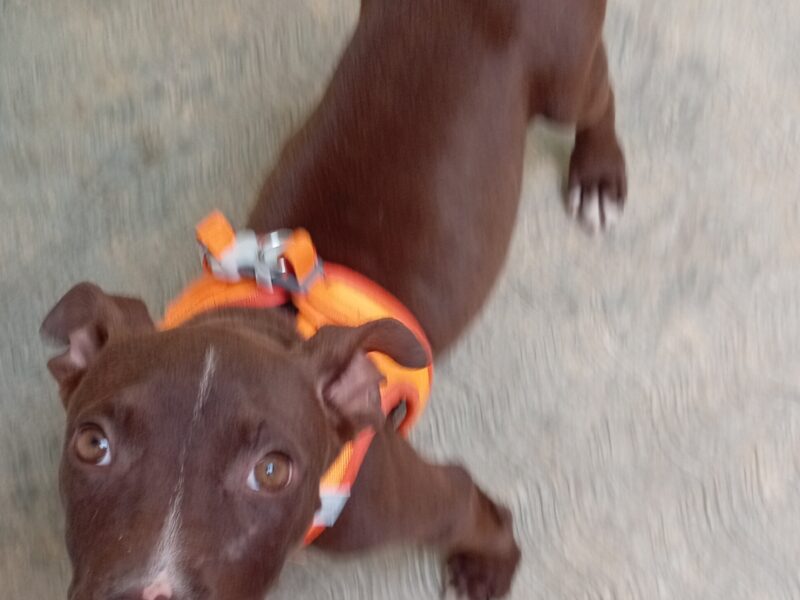 COCOA