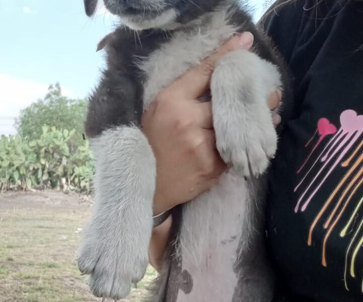 GABRIEL