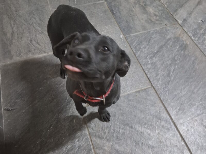 ZOE