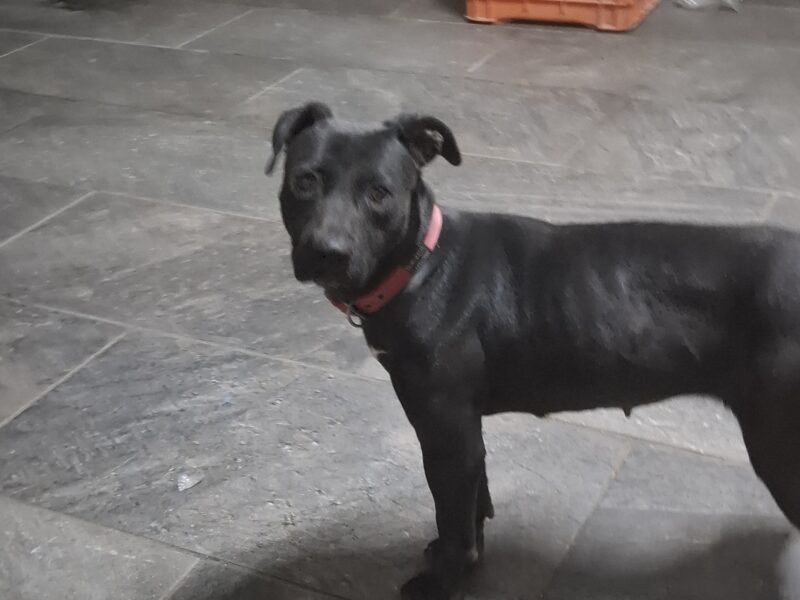 ZOE
